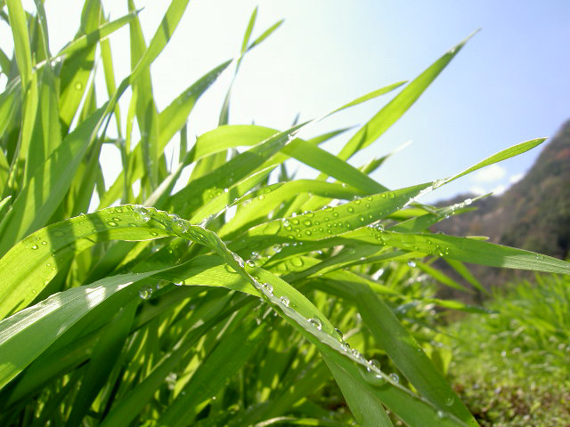 大麦若葉